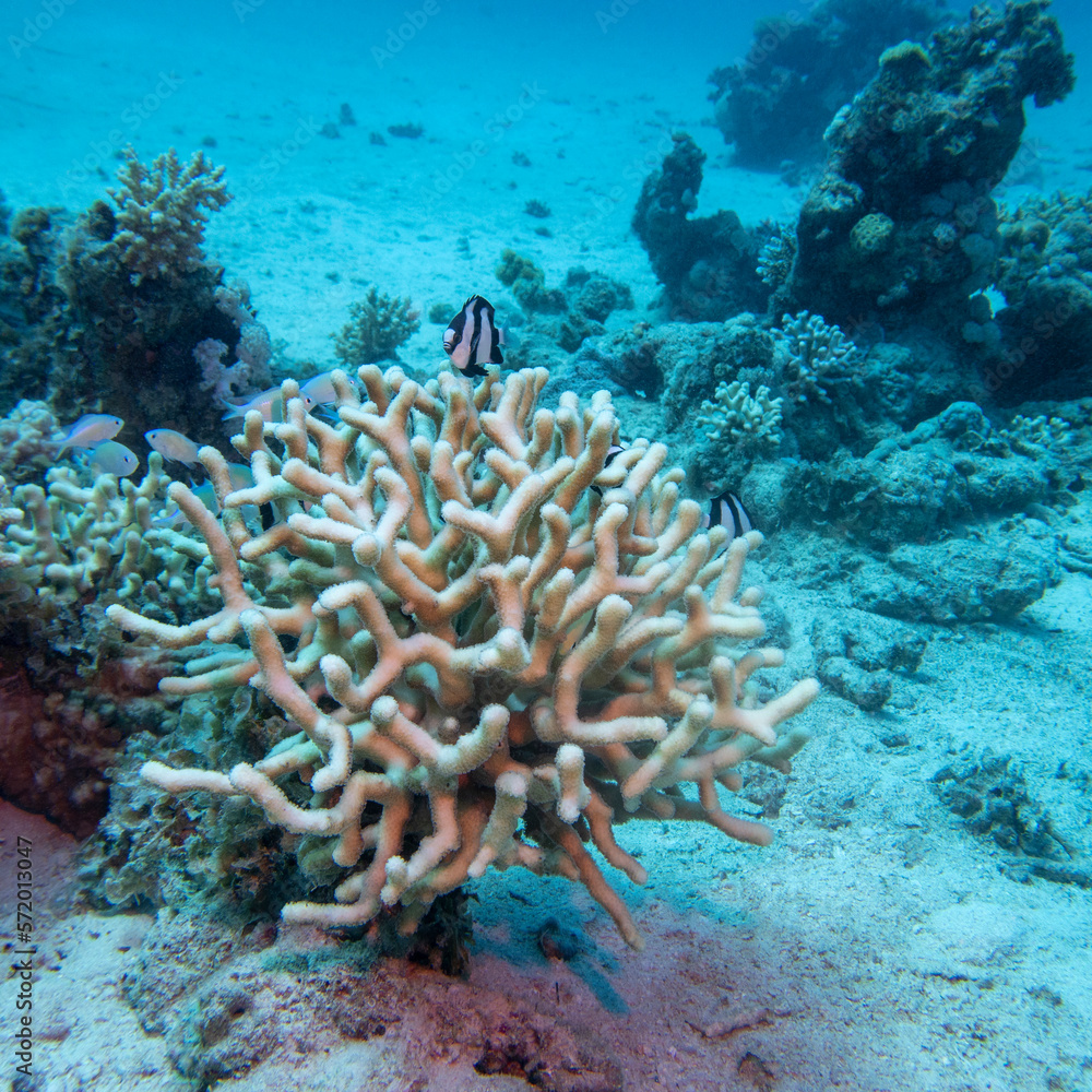 Obraz premium Colorful, picturesque coral reef at sandy bottom of tropical sea, stony coral and fishes dascyllus, underwater landscape