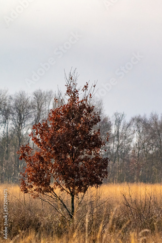 Obraz na płótnie A tree with multicolored leaves in the park. Autumn feeling, background, texture, nature. Brown golden colours w salonie