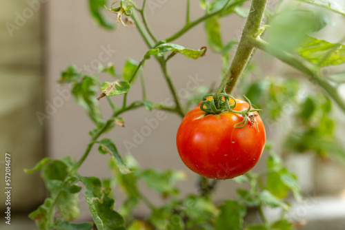 A red, round tomato on a green bush (side view)