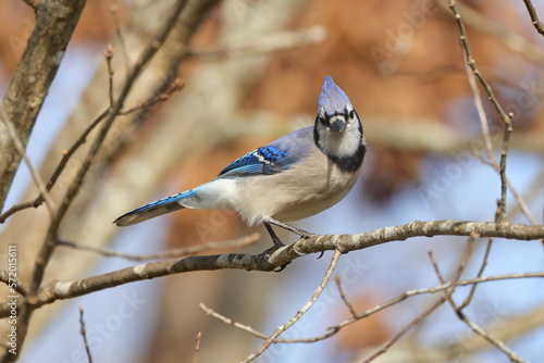 Bluejay perched on a limb on a sunny day against and blurred background. © Mark