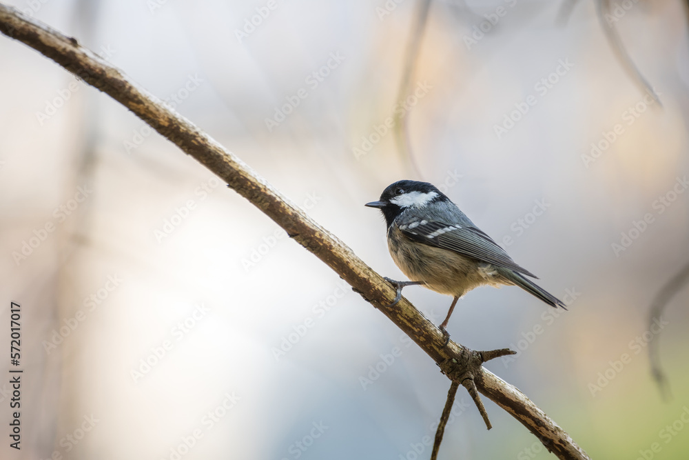 coat tit perched on a branch