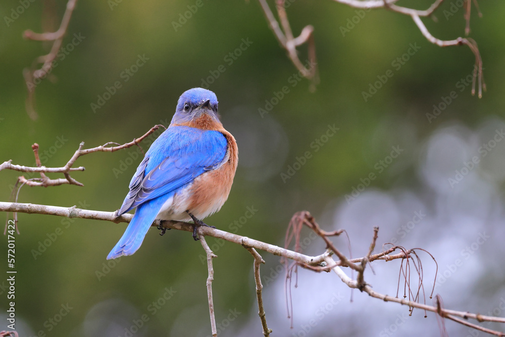 Adult male eastern bluebird perched on tree in spring with blurry background on a sunny day. 