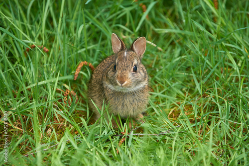 Wild baby rabbit on the green grass in spring. © thecolorpixels