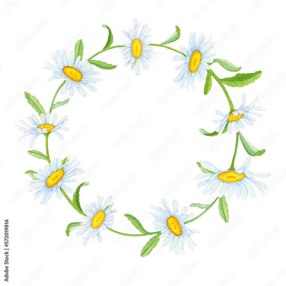 A wreath of daisies on a white background. spring concept. Botanical watercolor illustration
