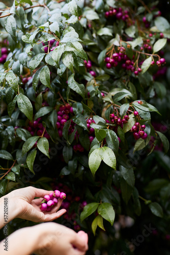 Crop woman collecting ripe berries in garden photo