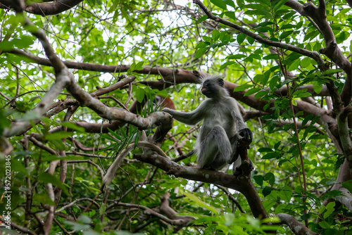 Jozani Forest is a nature reserve that houses endemic monkeys. It's a unique opportunity to observe these animals in their natural habitat.
