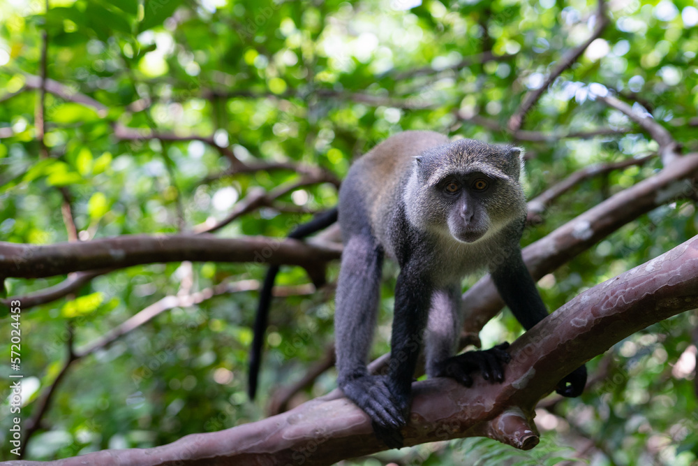Jozani Forest is a nature reserve that houses endemic monkeys. It's a unique opportunity to observe these animals in their natural habitat.