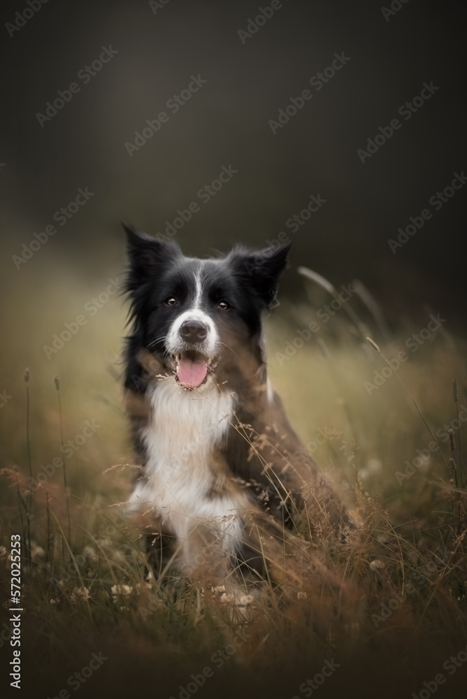 Fototapeta premium Border collie dog on summer 