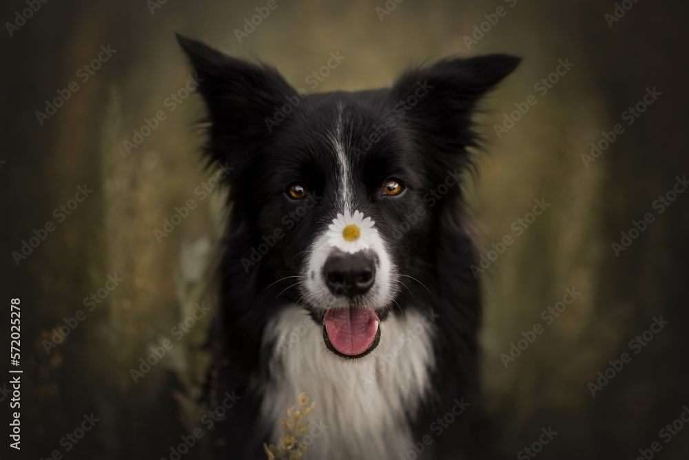 Border collie dog on summer playing with camomile
