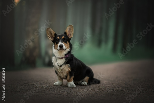 Portrait of a dog corgi Pembroke in the nature