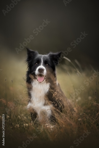 Border collie dog on summer 