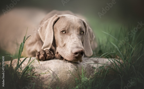 Portrait of a Weimaraner dog for advertising on the nature