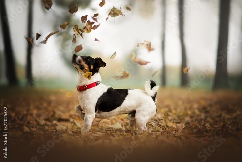 Jack russell terrier running and playing puller