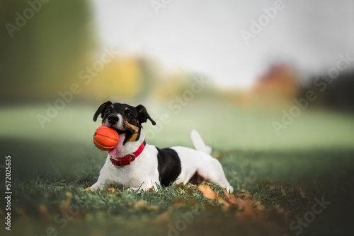 Jack russell terrier running and playing puller