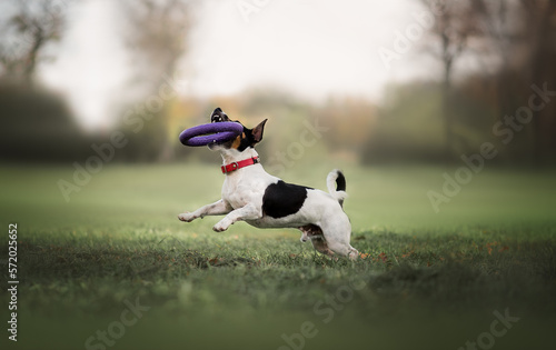 Jack russell terrier running and playing puller