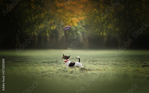 Jack russell terrier running and playing puller