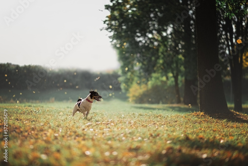 Jack russell terrier running and playing puller