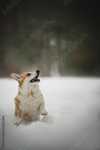 Portrait of a welsh corgi dog in the snowy winter 