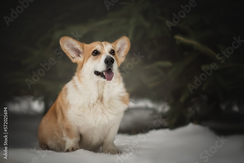 Portrait of a welsh corgi dog in the snowy winter 