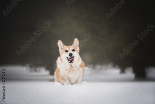 Portrait of a welsh corgi dog in the snowy winter 