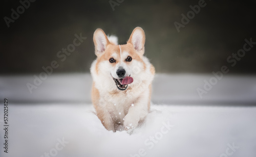 Portrait of a welsh corgi dog in the snowy winter 
