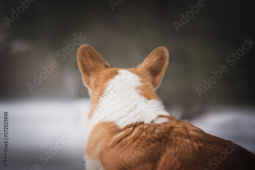 Portrait of a welsh corgi dog in the snowy winter 