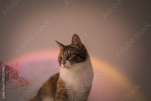 Portrait of a cat in pink aesthetic with sunset lamp