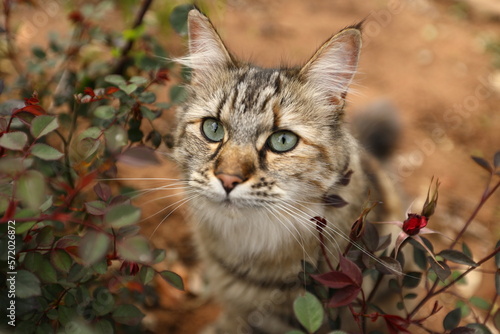 A tabby cat with beautiful eyes sitting between rose bushes in soft light.