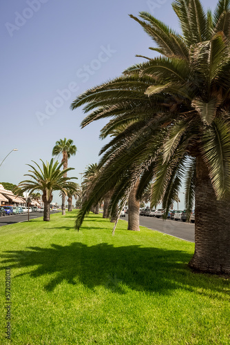green area that divides the traffic lanes of Morro Jable  a beautiful town in the south of Fuerteventura