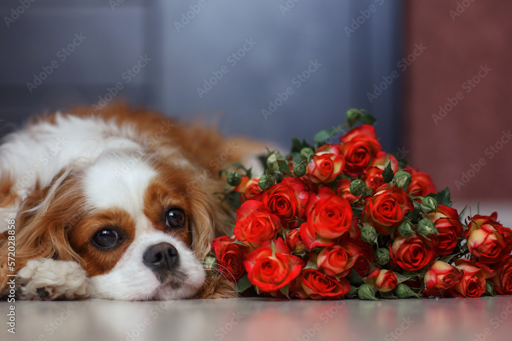 dog cavalier king charles spaniel bleynhem lies on the floor with tea roses flowers. congratulations on women's day, congratulations on mother's day, professional holiday, happy birthday