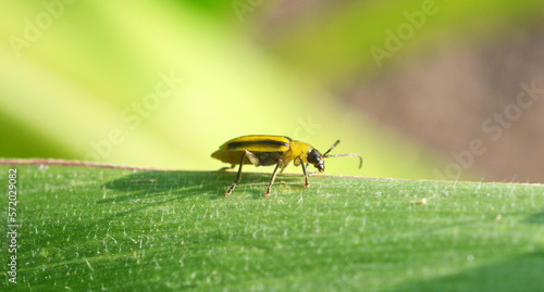 Принти на полотні On the plant Western corn beetle
