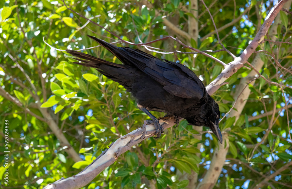 Australian Raven (Corvus coronoides) Australian Raven (Corvus coronoides)