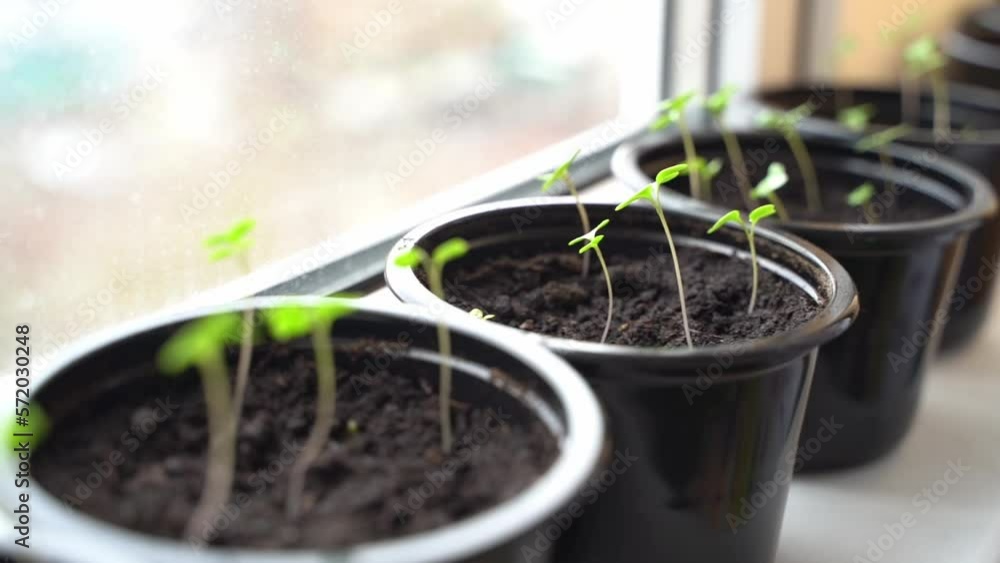 seedlings on the windowsill in the sunlight