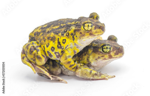 eastern spadefoot toad or frog - Scaphiopus holbrookii - mating pair male and female in amplexus Isolated on white background