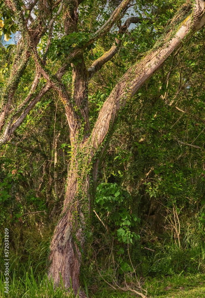 Invasive Parasite Vines Encroaching on a Sandalwood Tree in the Honolulu Rainforest.