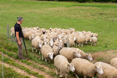 Fotografie Rentrée des brebis à la bergerie par l'éleveur