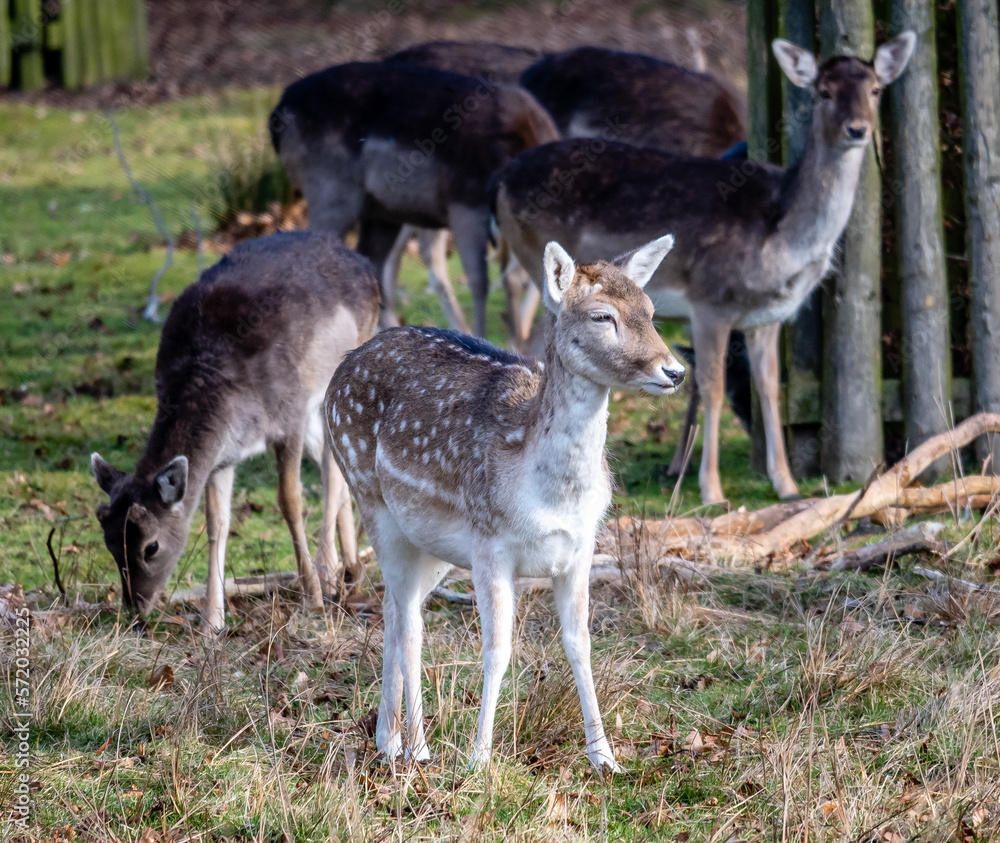 Fallow Deer Fawn Fallow Deer Fawn