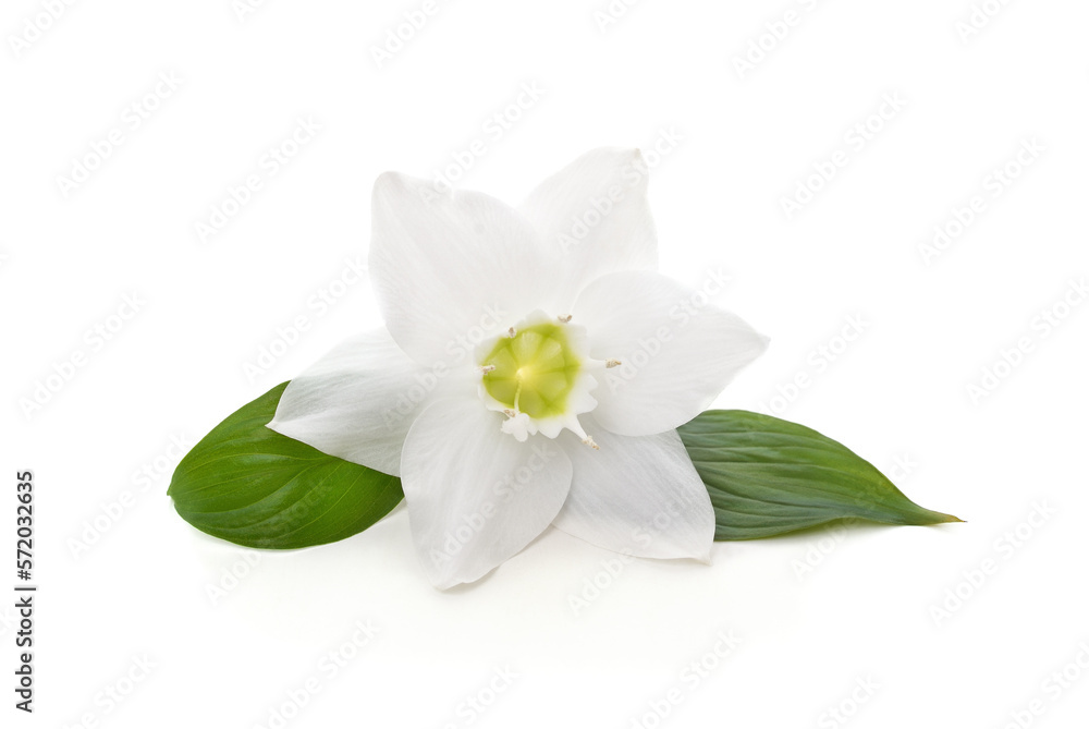 White flower with leaves.