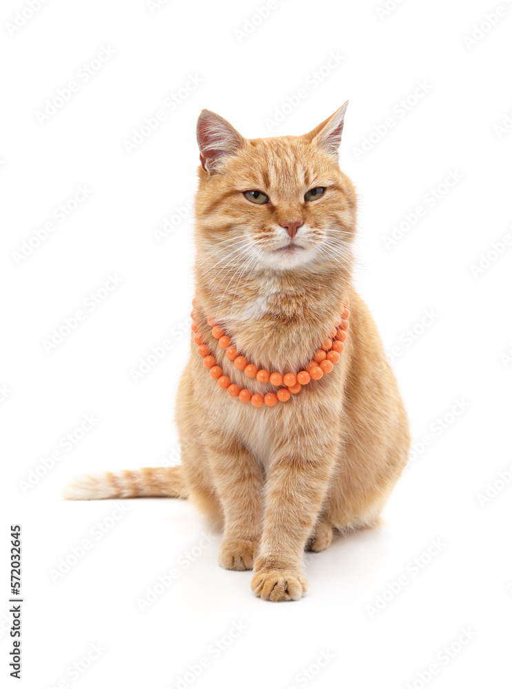 Obraz premium Red cat in a necklace.