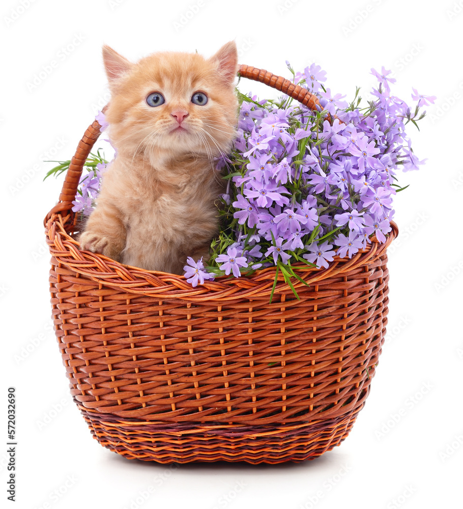 Red kitten and purple phloxes in the basket.