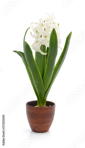 White hyacinth in a pot.