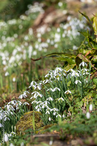 Common snowdrops (galanthus nivalis) in bloom photo