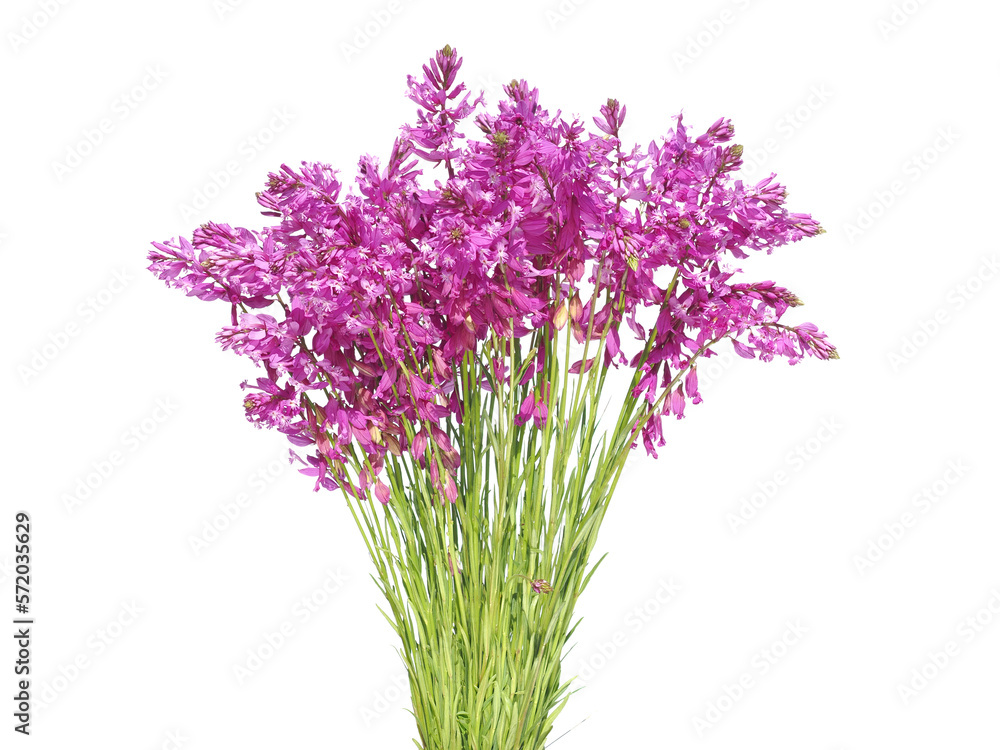 Pink purple flowers of Great Milkwort isolated on white Pink purple flowers of Great Milkwort isolated on white