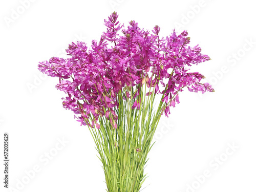 Pink purple flowers of Great Milkwort isolated on white