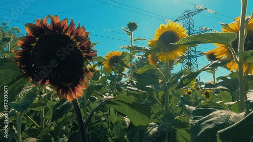 sunflower field with skyin sunny day photo