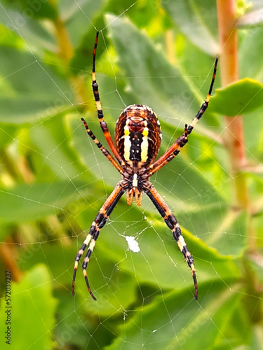 Wasp spider in the web close-up