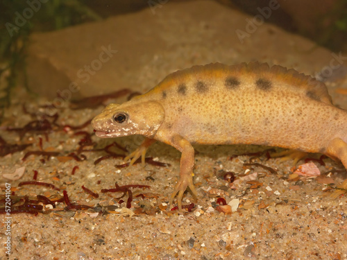 Closeup on an abnormal white colored male Triturus carnifex, Italian crested newt, underwater
