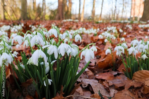 Beautiful snowdrops between fallen leaves in the forest. Galanthus nivalis. photo