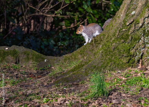  Grey squirrel sat eating a peanut in a tree at the park. 