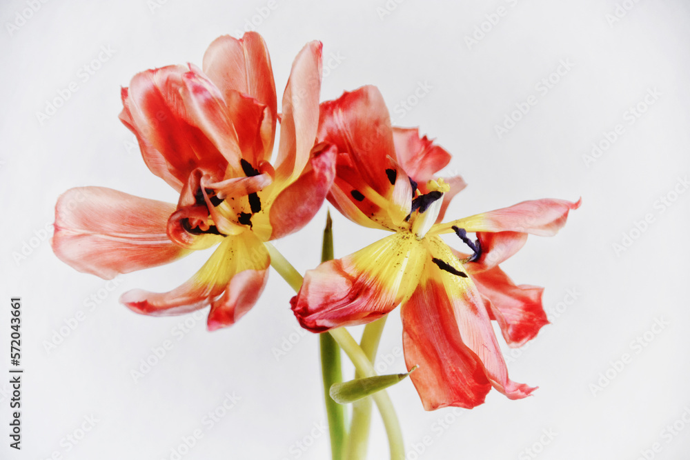 Naklejka premium tanzende Tulpen